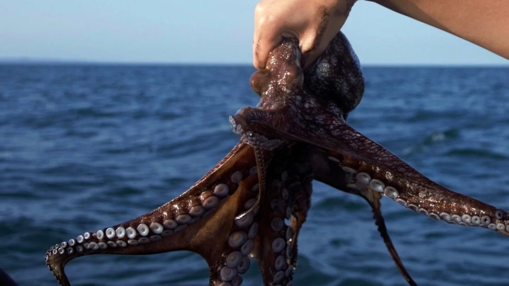 Pulpo