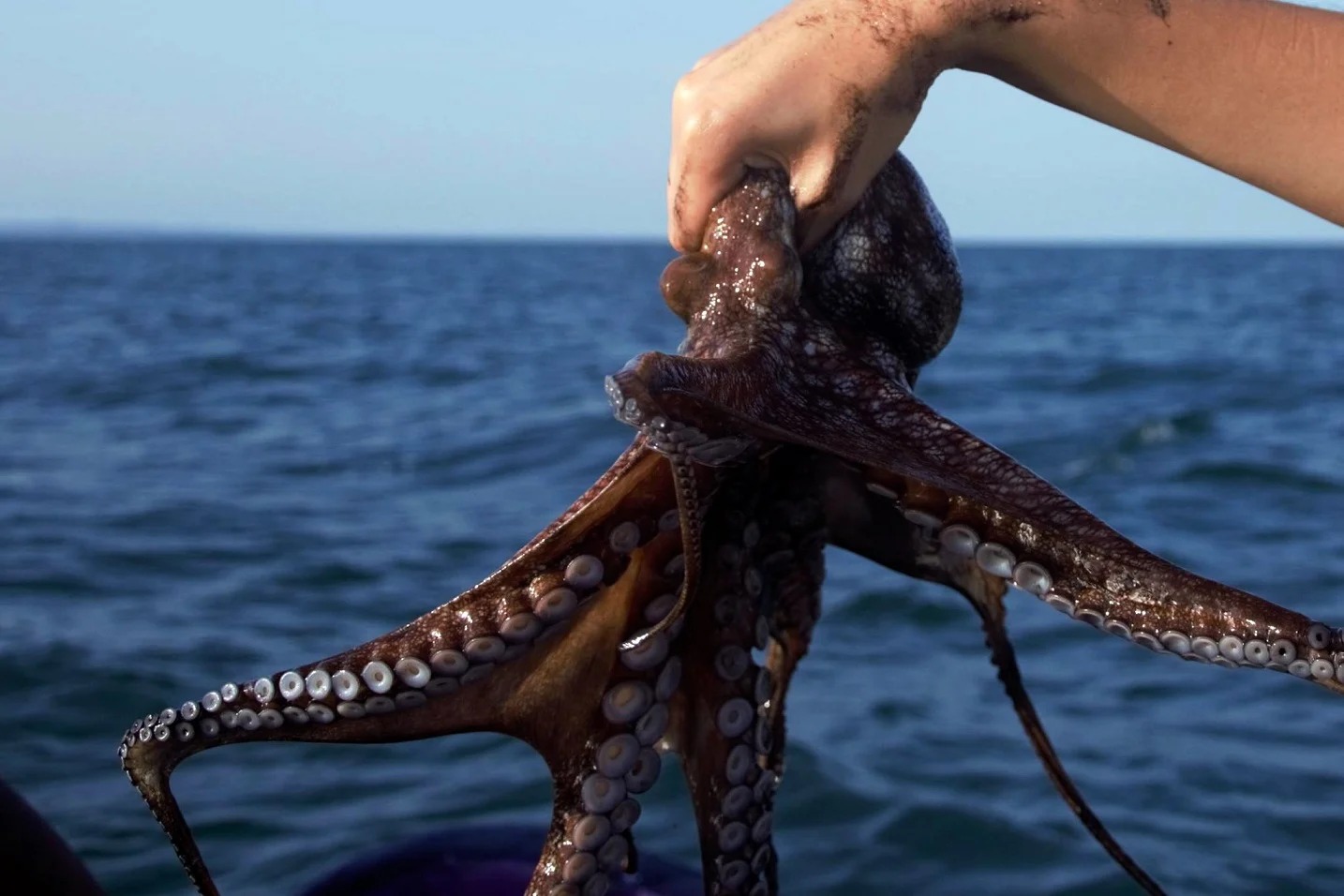 Pulpo