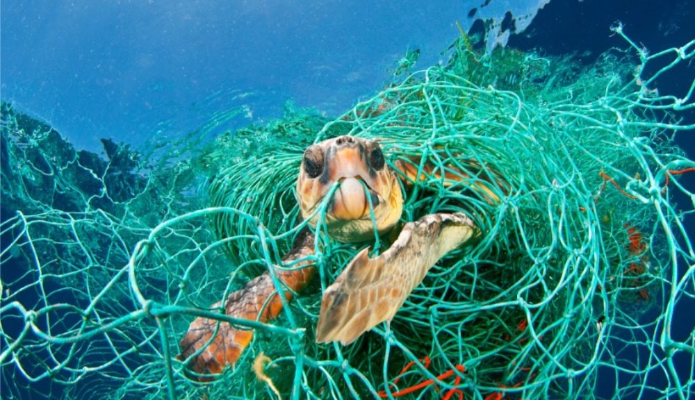 TORTUGAS