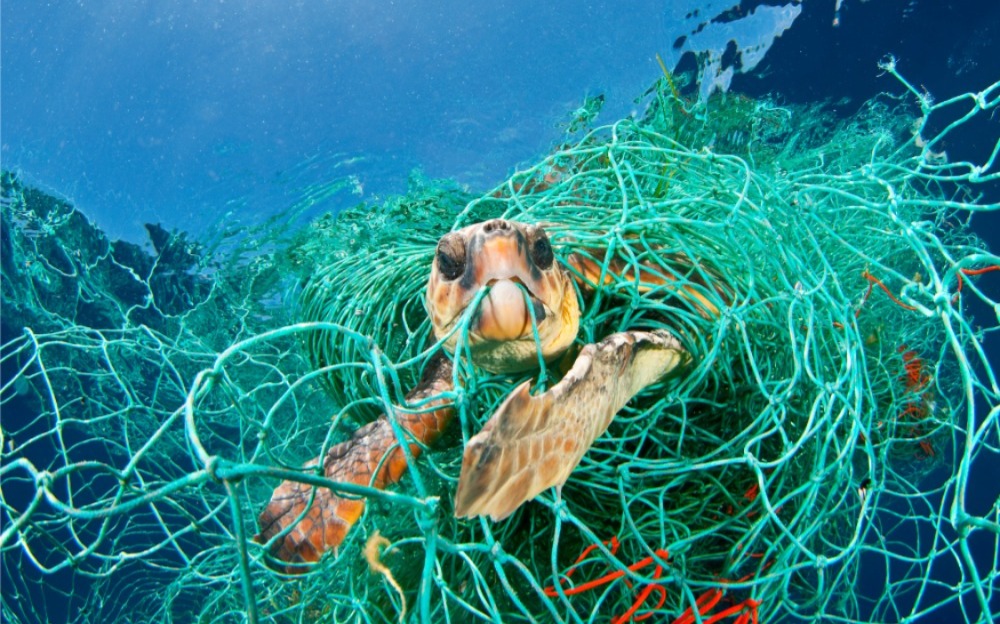 TORTUGAS
