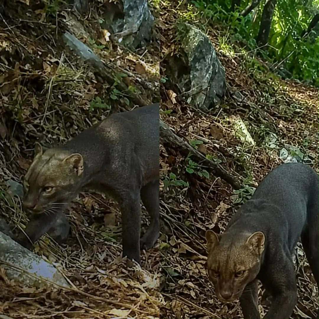 yaguarundí