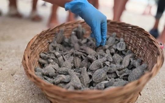 tortugas