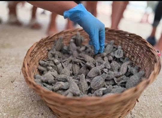 tortugas