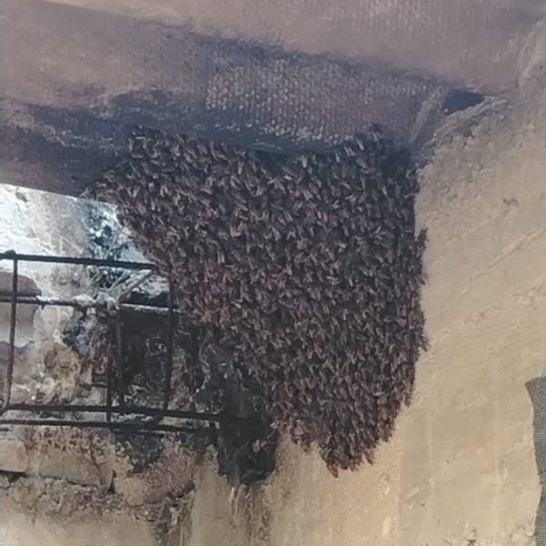 ENJAMBRE