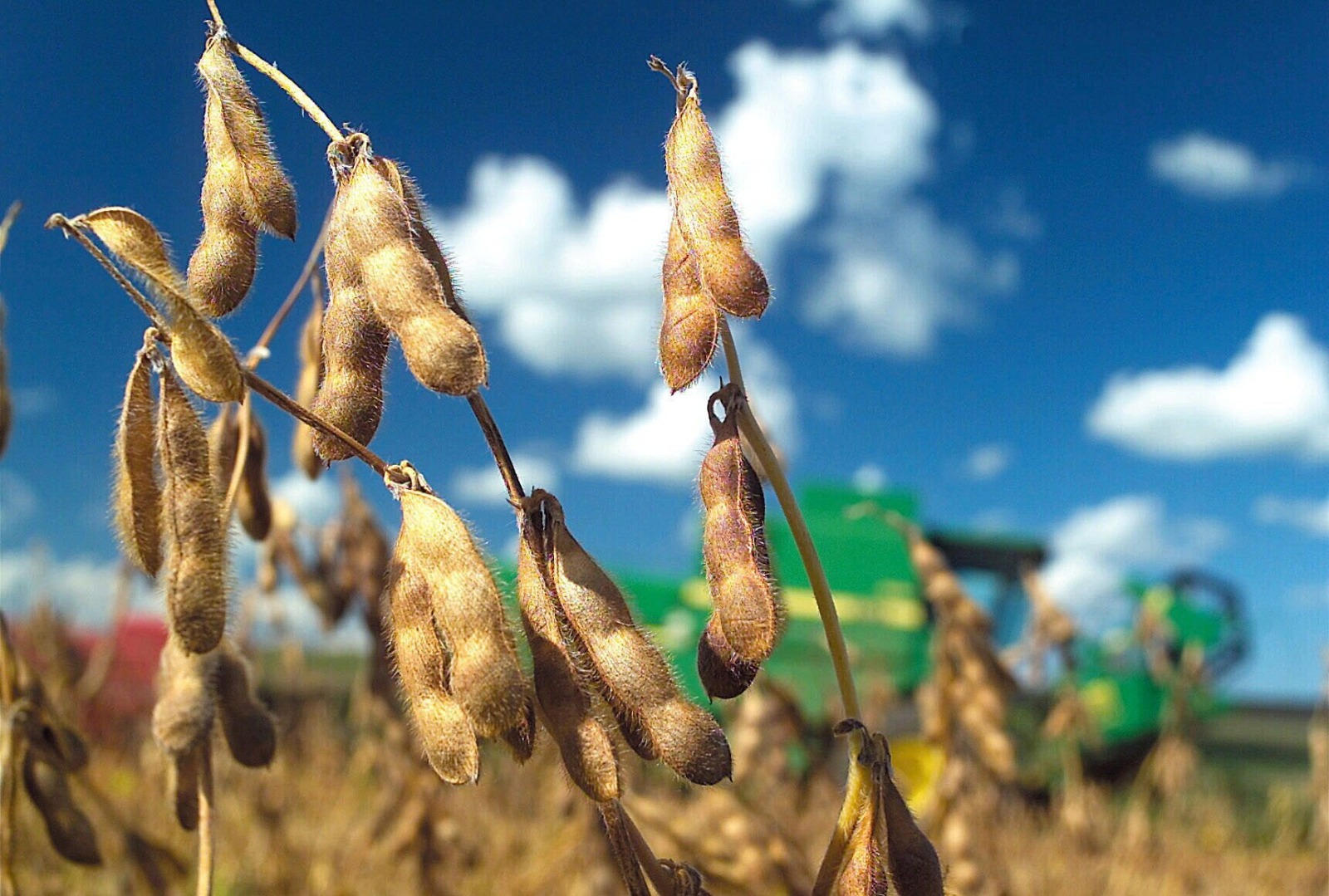 Soya