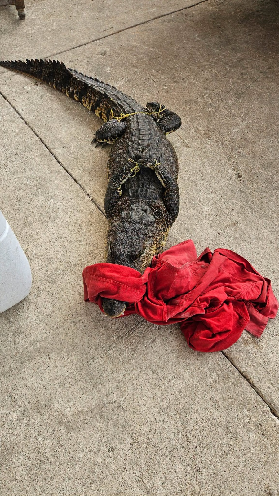 Reptiles