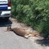 Venado