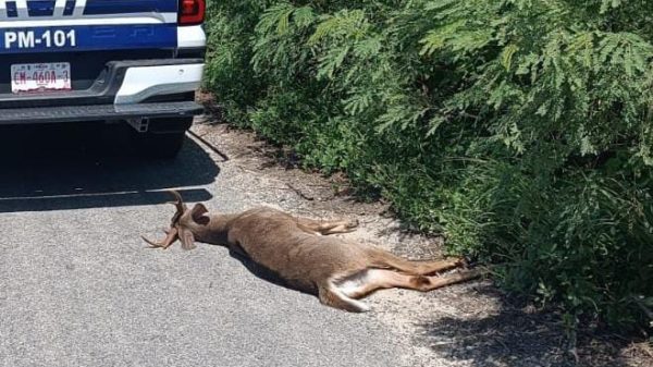 Venado