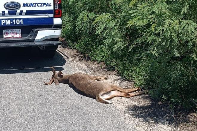 Venado