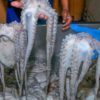 Pulpo