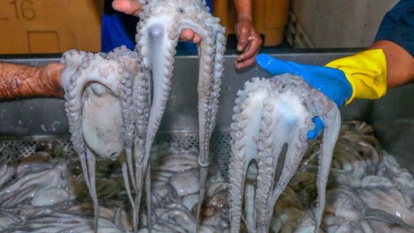 Pulpo