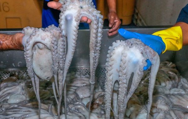 Pulpo