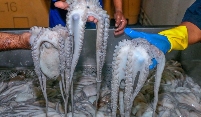Pulpo