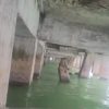 muelle