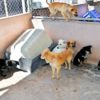 ANIMALES