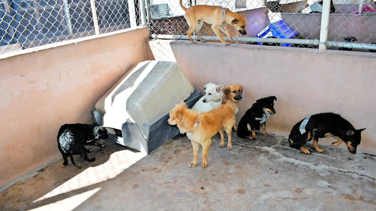 ANIMALES