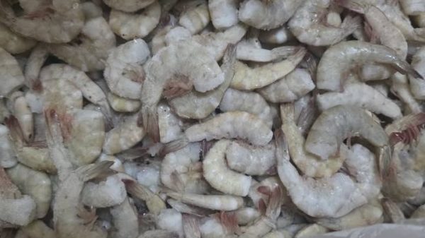 Canainpesca