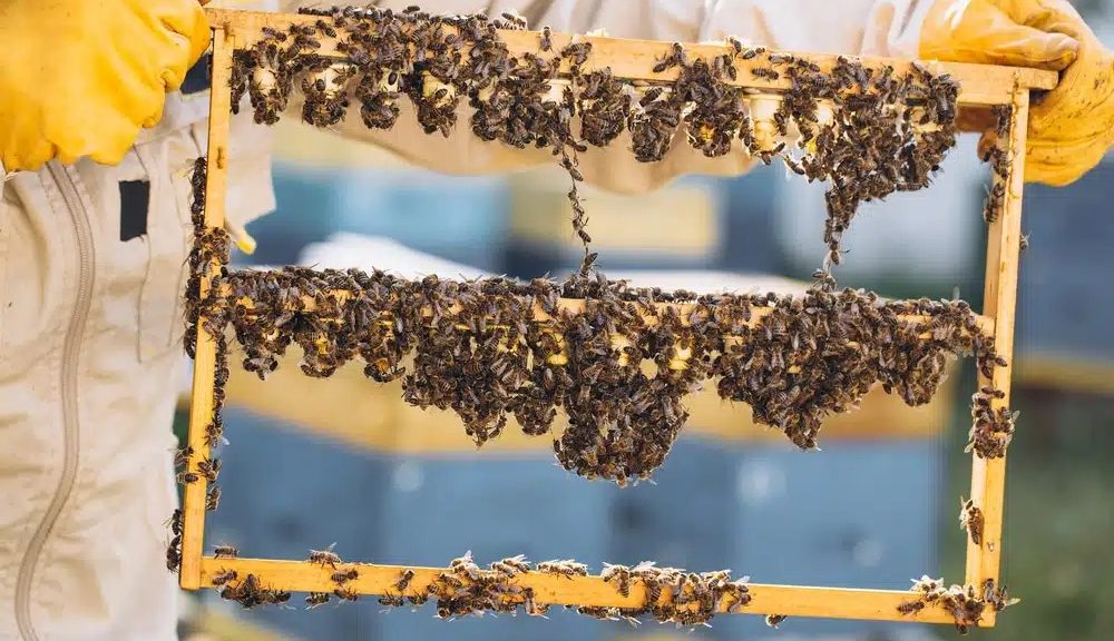 ABEJAS