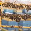 ABEJAS