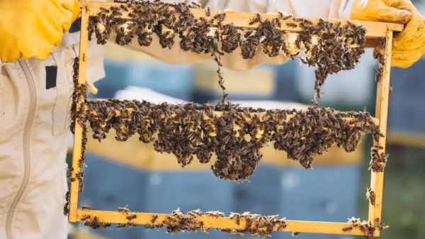 ABEJAS