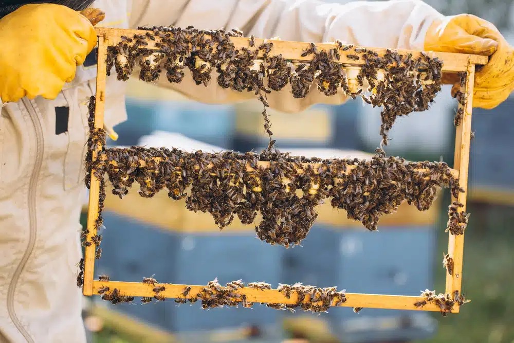 ABEJAS
