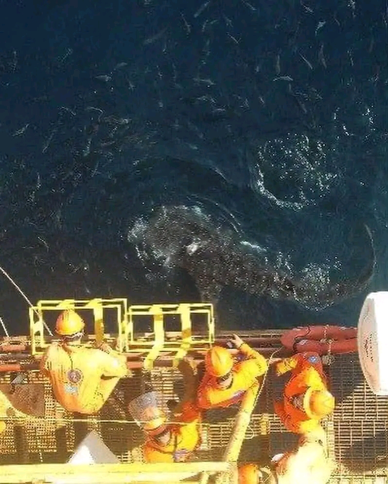 Tiburón