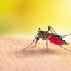 Mosquitos