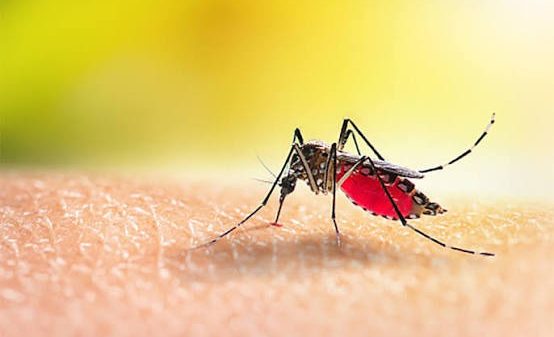 Mosquitos