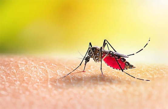 Mosquitos