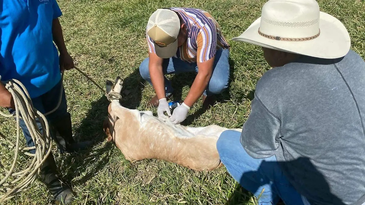 GANADO