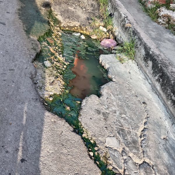 BACHES