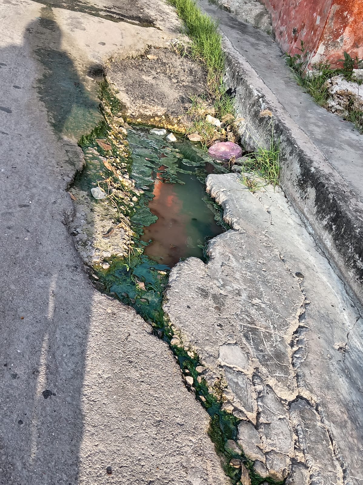 BACHES