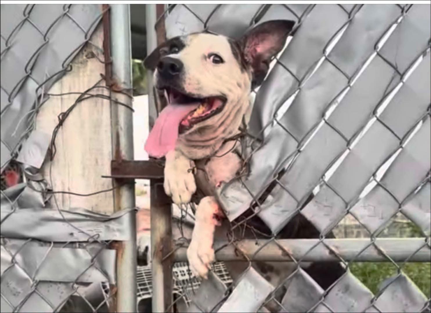 PERRITO