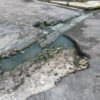 Bache