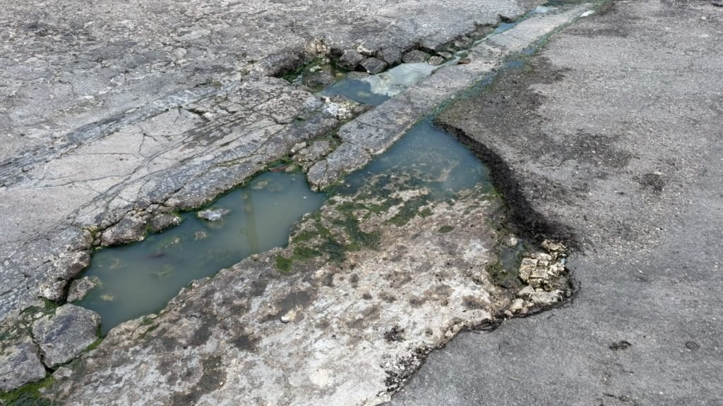 Bache