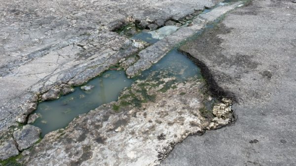 Bache