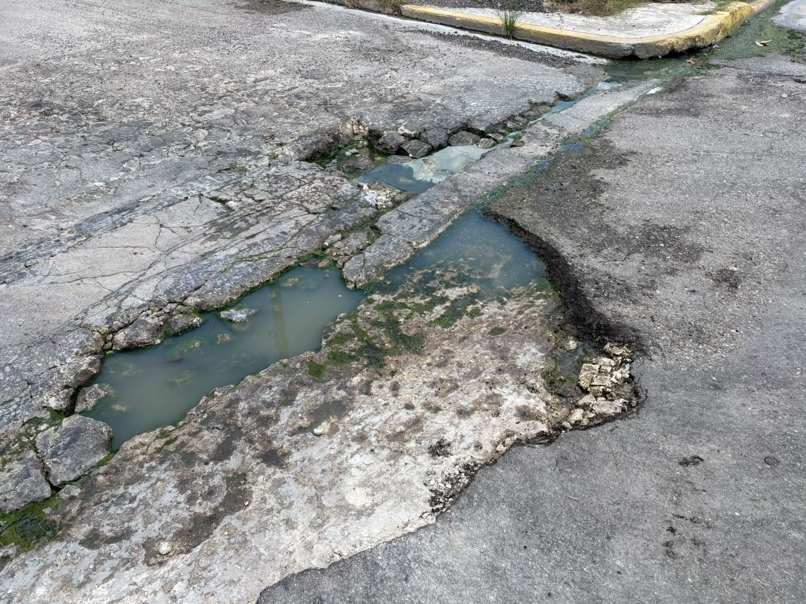 Bache