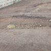 BACHES