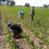 SORGO