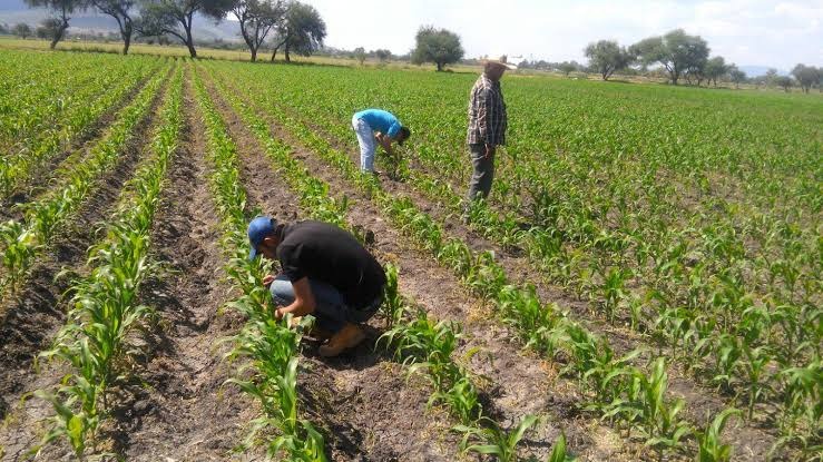 SORGO