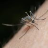 mosquitos