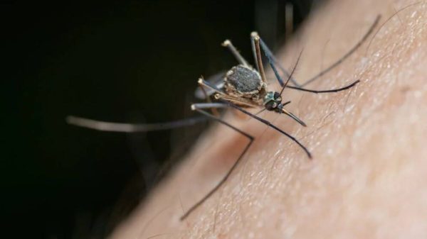 mosquitos