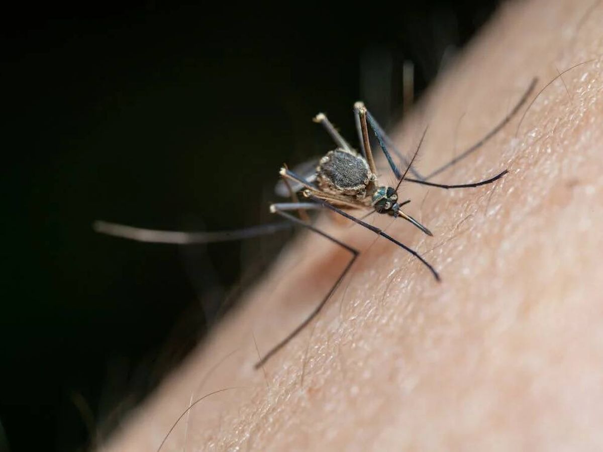 mosquitos