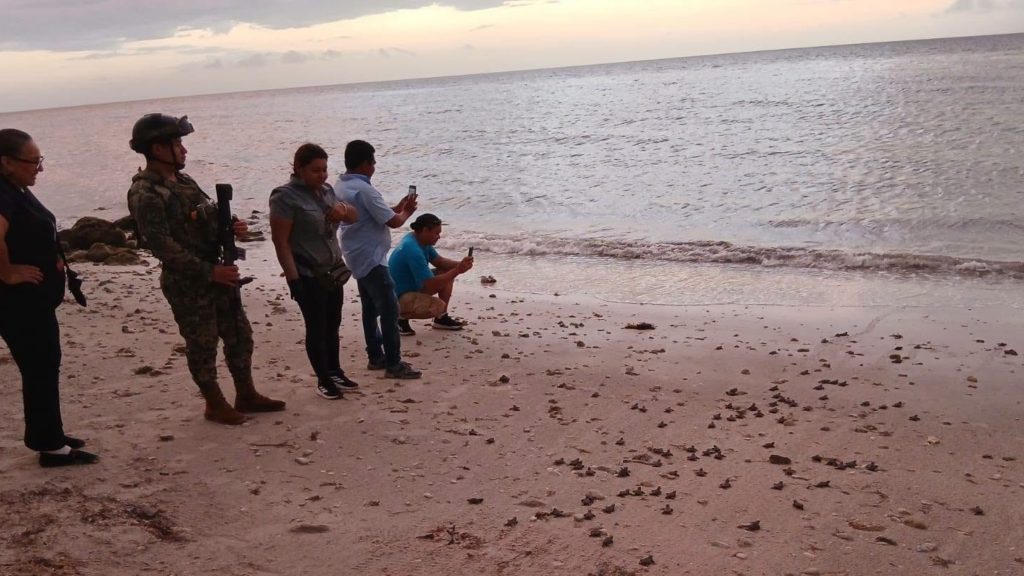 tortuguitas