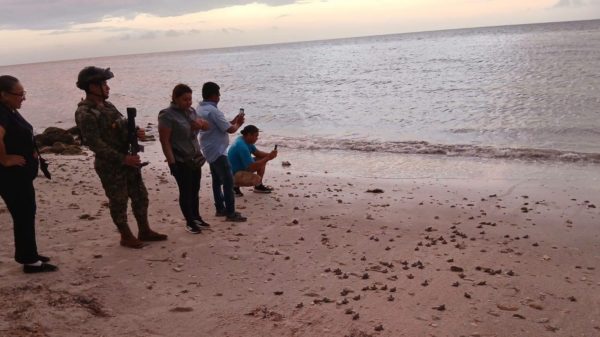 tortuguitas