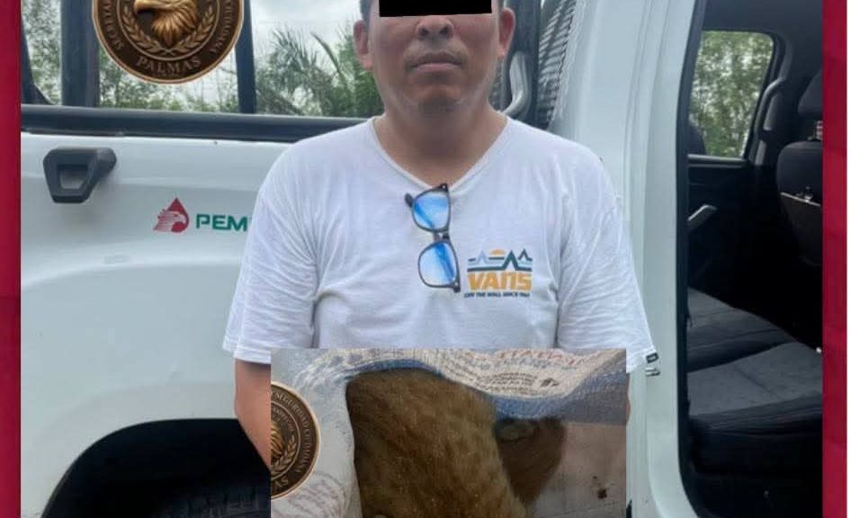 gatitos