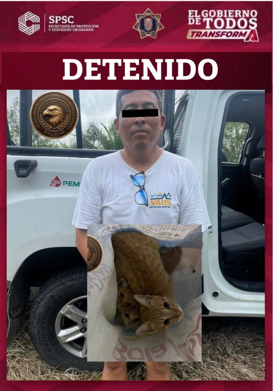 gatitos