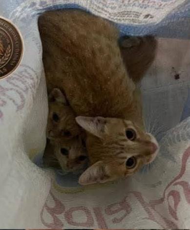 Gatitos