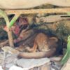 maltrato animal