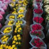 Colores